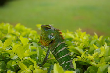 Green lizard