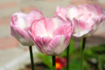 Beautiful delicate pink tulips on a Sunny summer day