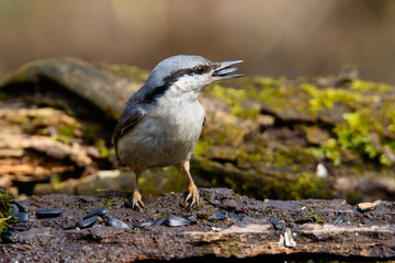 Beautiful Nuthatch perched on a tree stump