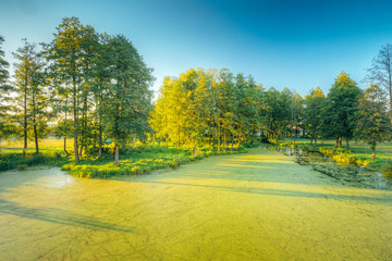 Scenic View Of Summer Sunny Forest Woods And Wild Bog. Nature.