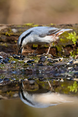 Beautiful Nuthatch perched on a tree stump