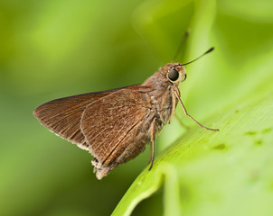 Monk skipper butterfly on a green leaf against a green blurred background