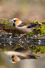 In Grosbeak sitting on a tree with green needles in early spring