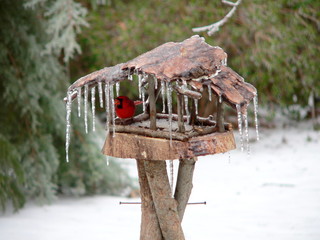 Kardinal im Winter von South Carolina © Susanne