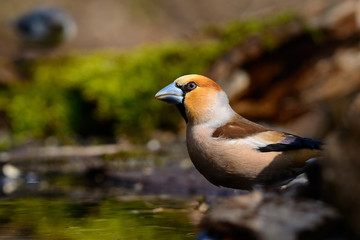 Naklejka premium In Grosbeak sitting on a tree with green needles in early spring