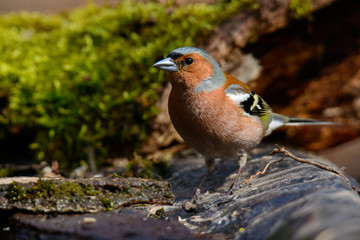 In the Finch sitting on a tree with green needles in early