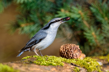 Fototapeta premium Beautiful Nuthatch perched on a tree stump