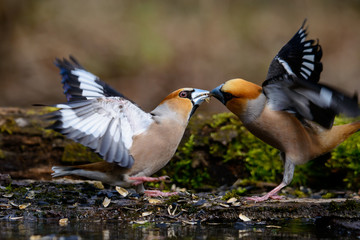 Conflict Hawfinches fighting for food