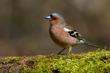 In the Finch sitting on a tree with green needles in early