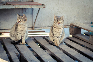 2 gray stray cats sitting on a wooden pallet. Shooting on the street