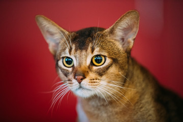 Close Up Portrait Of Abyssinian Cat Kitten