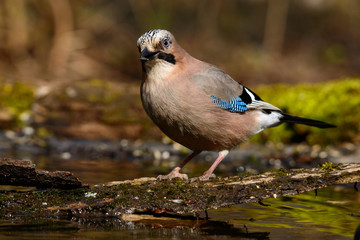 Jay sits in the tree with grass and a green background