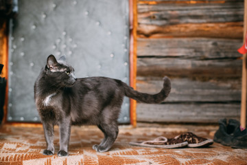 Russian Blue Cat Kitten Resting On Porch Of An Old Village Rustic
