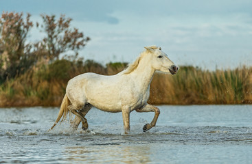 White Camargue Horses run in the swamps nature reserve in Parc Regional de Camargue - Provence, France