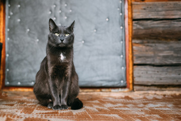 Fototapeta na wymiar Russian Blue Cat Kitten Resting On Porch Of An Old Village Rustic