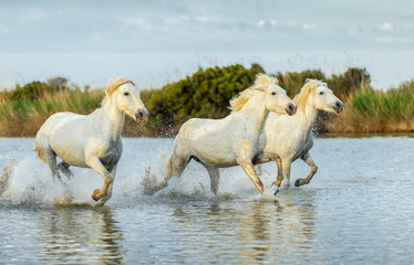 Herd of White Camargue Horses run in the swamps nature reserve in Parc Regional de Camargue - Provence, France