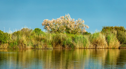 Flowering tree on the shore of lake worth in the background of a stormy sky in the Parc Regional de Camargue - Provence, France
