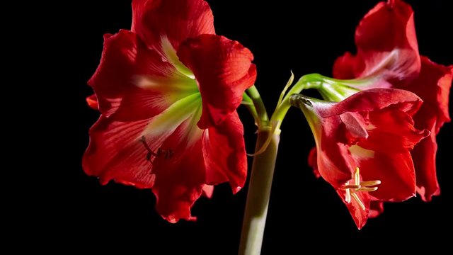 beautiful red Amarilis flower opening , time lapse video