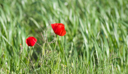 Coquelicot