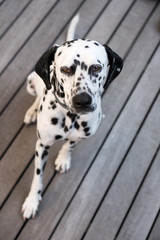 head of a dalmatian dog