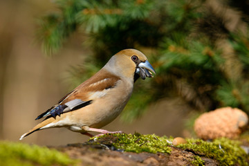 In the female Grosbeak sitting on a tree with green needles