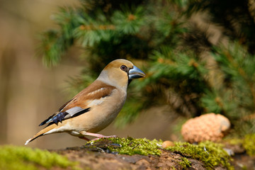 Fototapeta premium In the female Grosbeak sitting on a tree with green needles