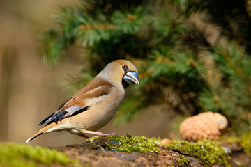 In the female Grosbeak sitting on a tree with green needles