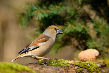 In the female Grosbeak sitting on a tree with green needles