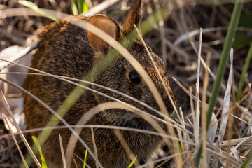 Easter bunny hiding in the grass