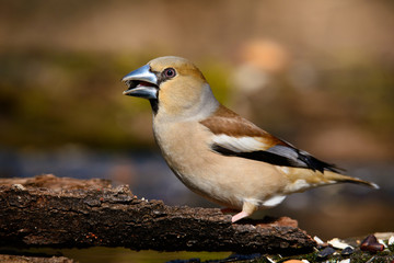In the female Grosbeak sitting on a tree with green needles