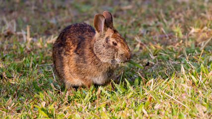 Easter bunny perching on meadow and eat grass