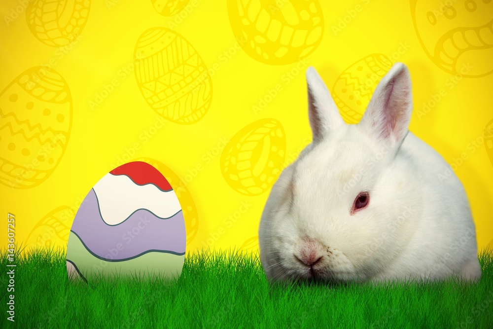 Poster composite image of rabbit on white background