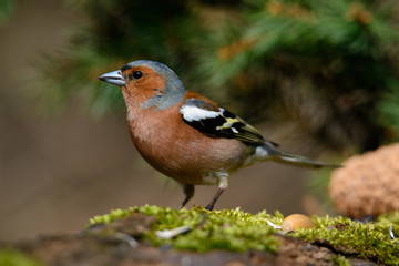 Fototapeta premium In the Finch sitting on a tree with green needles
