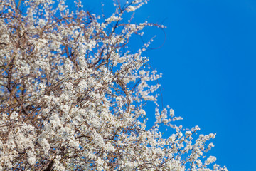 Spring flowers. Beautifully blossoming tree branch. Cherry