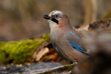 Jay sits in the tree with grass and a green background