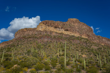 Organ Pipe Cactus National Monument Arizona