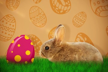 Composite image of side view of brown rabbit 