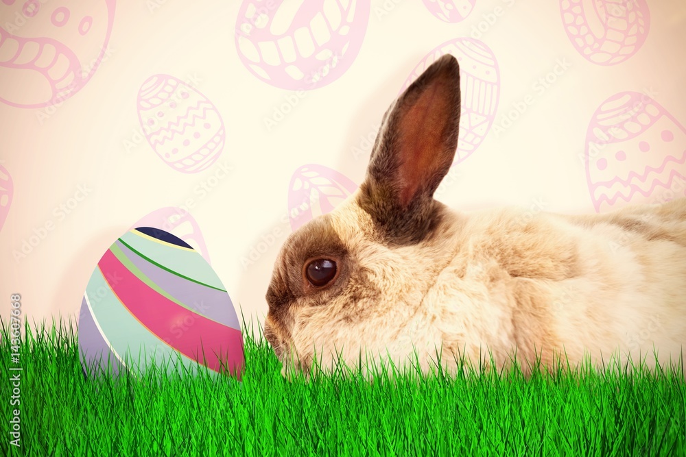 Poster composite image of side view of brown rabbit sitting