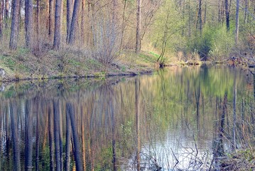 Озеро в весеннем сосновом лесу