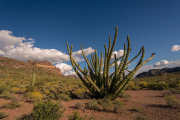 Organ Pipe Cactus National Monument Arizona