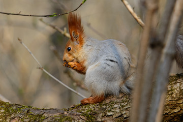 The squirrel comes down the tree trunk in the forest