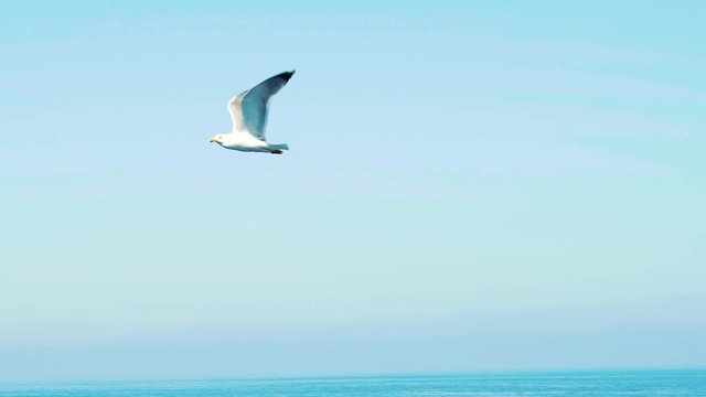 Slow motion of a lonely seagull flying above the Mediterranean sea, HD