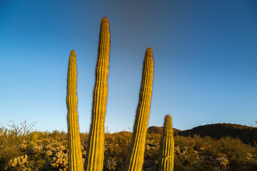 Organ Pipe Cactus National Monument Arizona