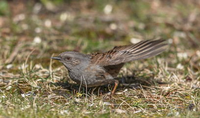 heckenbraunelle © Klaus Haase 