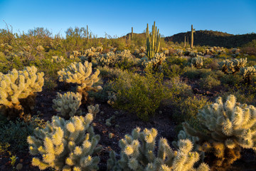 Organ Pipe Cactus National Monument Arizona