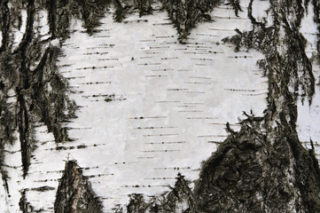 Close-up of  Birch bark, texture, background