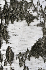 Close-up of  Birch bark, texture, background
