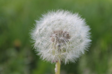 Obraz premium Löwenzahn