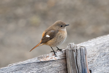 Bird Animal nature wildlife Tree close-up Japan Landscape Flying Mountain