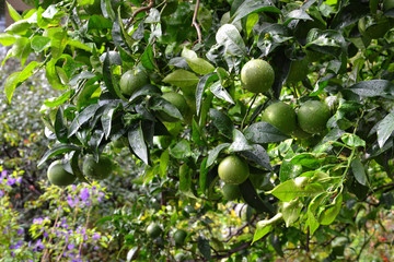 Outdoors shot of green tangerine tree